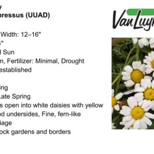 Mt. Atlas Daisy- 
Anacyclus depressus (UUAD)