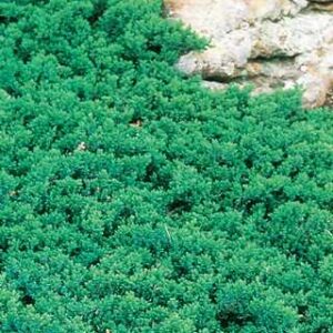 Nana' Juniper