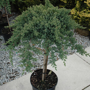 Nana juniper std