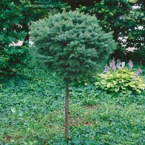 Nana serbian spruce std