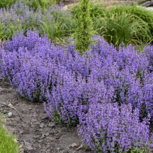 Nepeta 'Cat's Pajamas' PW