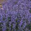 Nepeta 'Picture Purrfect'