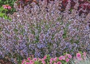 Nepeta f.'Purrsian Blue'