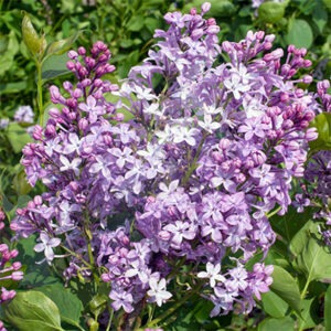 New Age Lavender Lilac
