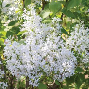 New Age™ White Lilac
