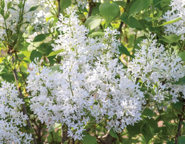 New Age™ White Lilac