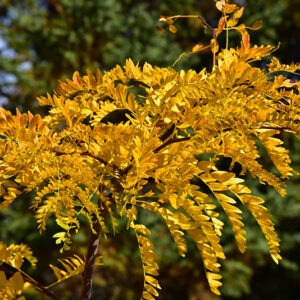 Northern Acclaim® Honeylocust