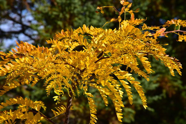 Northern Acclaim® Honeylocust