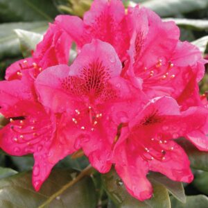 Nova Zembla Rhododendron