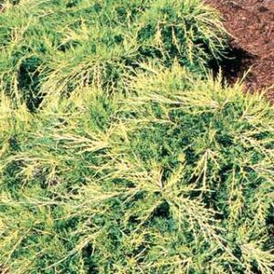 Old Gold Juniper