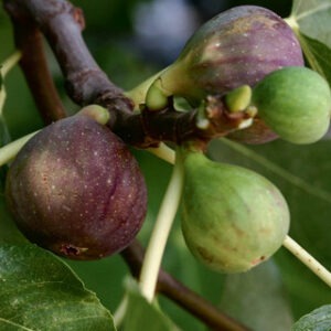 Olympian Fig
