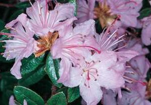 PJM Elite Rhododendron