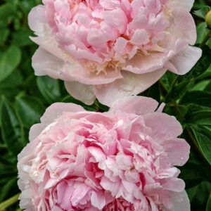 Paeonia 'Angel Cheeks'