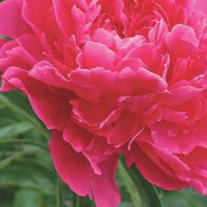 Paeonia 'Bunker Hill'