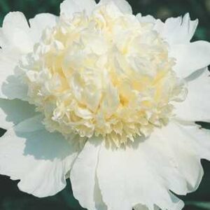 Paeonia 'Charles White'