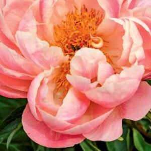 Paeonia 'Pink Hawaiian Coral'