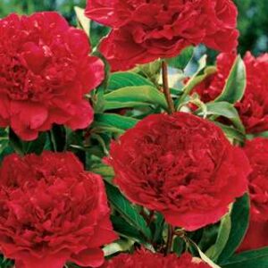 Paeonia l.'Felix Crousse'