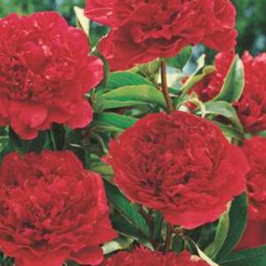 Paeonia l.'Karl Rosenfield'