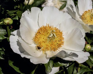 Paeonia l.'Krinkled White'