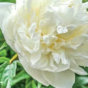 Paeonia l.'Marie Lemoine'