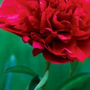 Paeonia l.'Paul M. Wild'