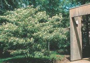 Pagoda dogwood