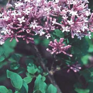 Palibin Lilac