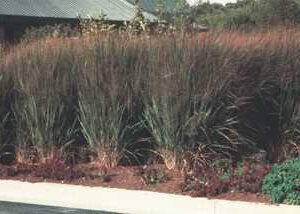Panicum 'Northwind'