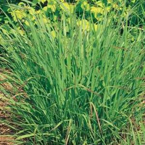 Panicum virgatum