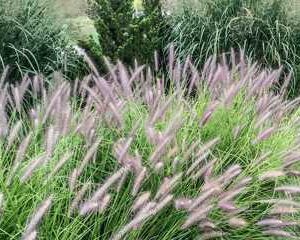 Pennisetum alopecuroides 'Red Head'