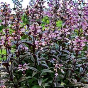 Penstemon 'Blackbeard'