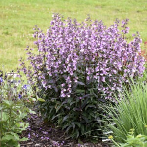 Penstemon 'Midnight Masquerade' PW