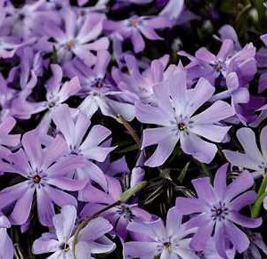 Phlox 'Bedazzled Lavender'