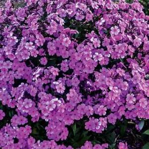 Phlox 'Cloudburst' PW