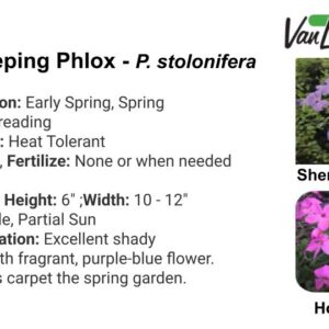 Phlox stol. Home Fires