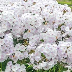 Phlox 'Fashionably Early Crystal'
