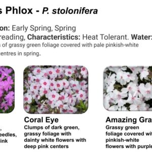 Phlox sub. Moss Phlox Coral Eye