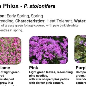 Phlox sub. Moss Phlox Pink