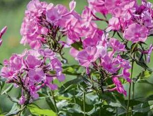 Phlox p. Candy Store 'Bubblegum Pink'