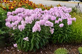 Phlox p.'Opalescence' PW
