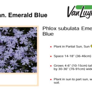 Phlox pan. Emerald Blue