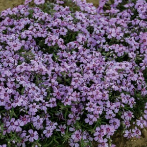 Phlox s.'Eye Candy'