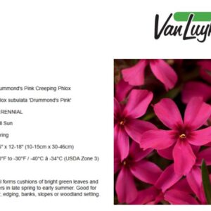 Phlox s.'Scarlet Flame'