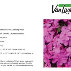 Phlox s.'Drummond's Pink'