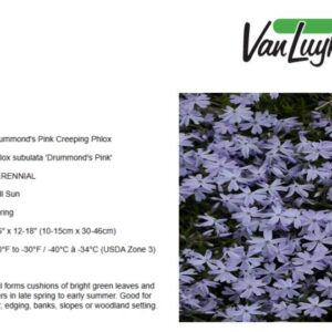 Phlox s.'Emerald Blue'