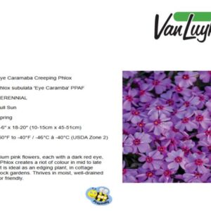 Phlox s.'Eye Caramba'