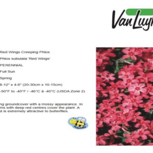 Phlox s.'Red Wing'