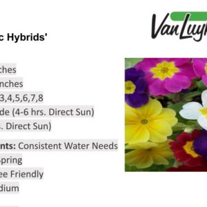 Primula 'Pacific Hybrids'