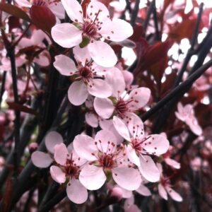 Purple leaf sand cherry