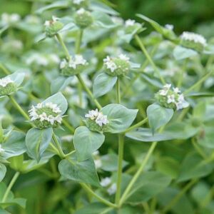 Pycnanthemum muticum